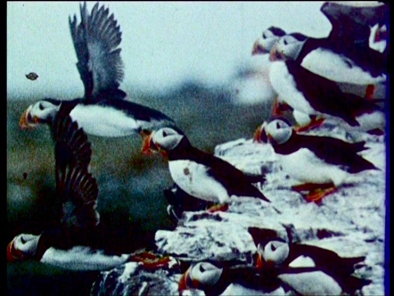 (13) Wolfgang Lehmann, Fåglar vid havet (bön)/Birds by the Sea (Prayer), Zweden, 2008