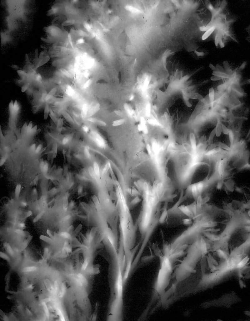 (31) Karel Doing, Goldenrod, Nederland, 2021