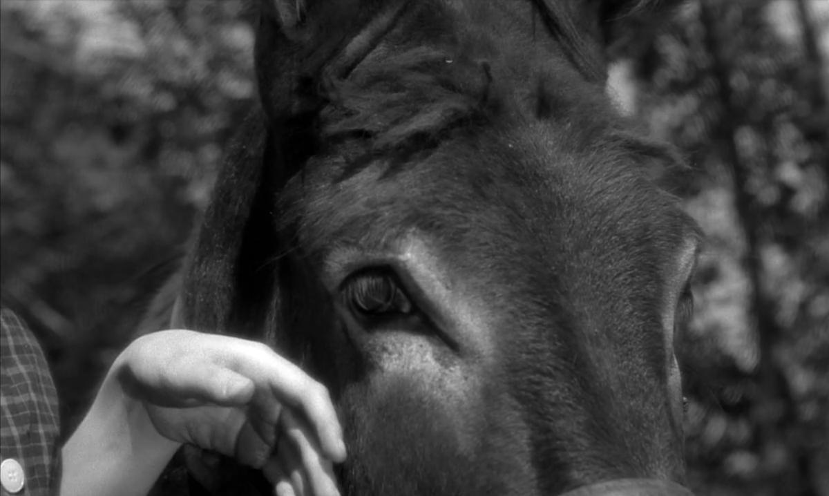 (5) Au hasard Balthazar (Robert Bresson, 1966) (5) Au hasard Balthazar (Robert Bresson, 1966)