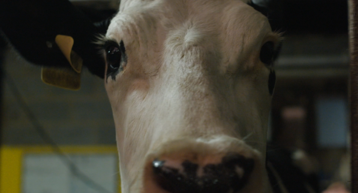 (1) Cow (Andrea Arnold, 2021) (1) Cow (Andrea Arnold, 2021)
