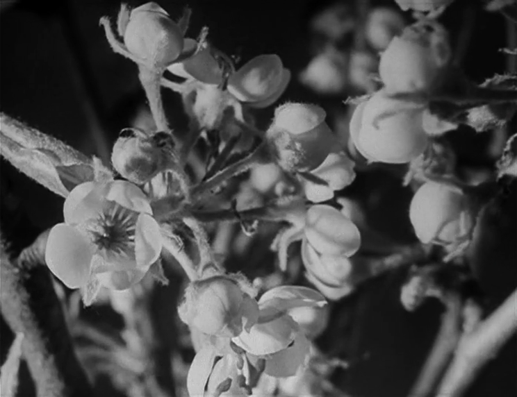 Farrebique ou les quatre saisons (Georges Rouquier, 1946) Farrebique ou les quatre saisons (Georges Rouquier, 1946)