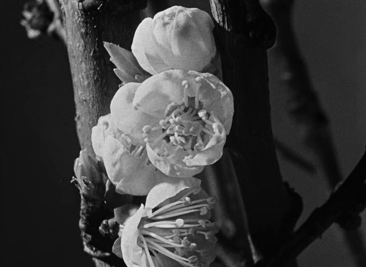 Farrebique ou les quatres saisons (Georges Rouquier, 1946) Farrebique ou les quatres saisons (Georges Rouquier, 1946)