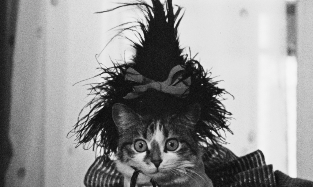 Cat posing with costume before the camera