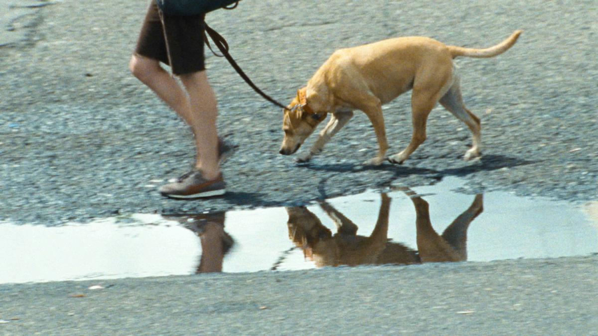 Wendy and Lucy (Kelly Reichardt, 2008) Wendy and Lucy (Kelly Reichardt, 2008)