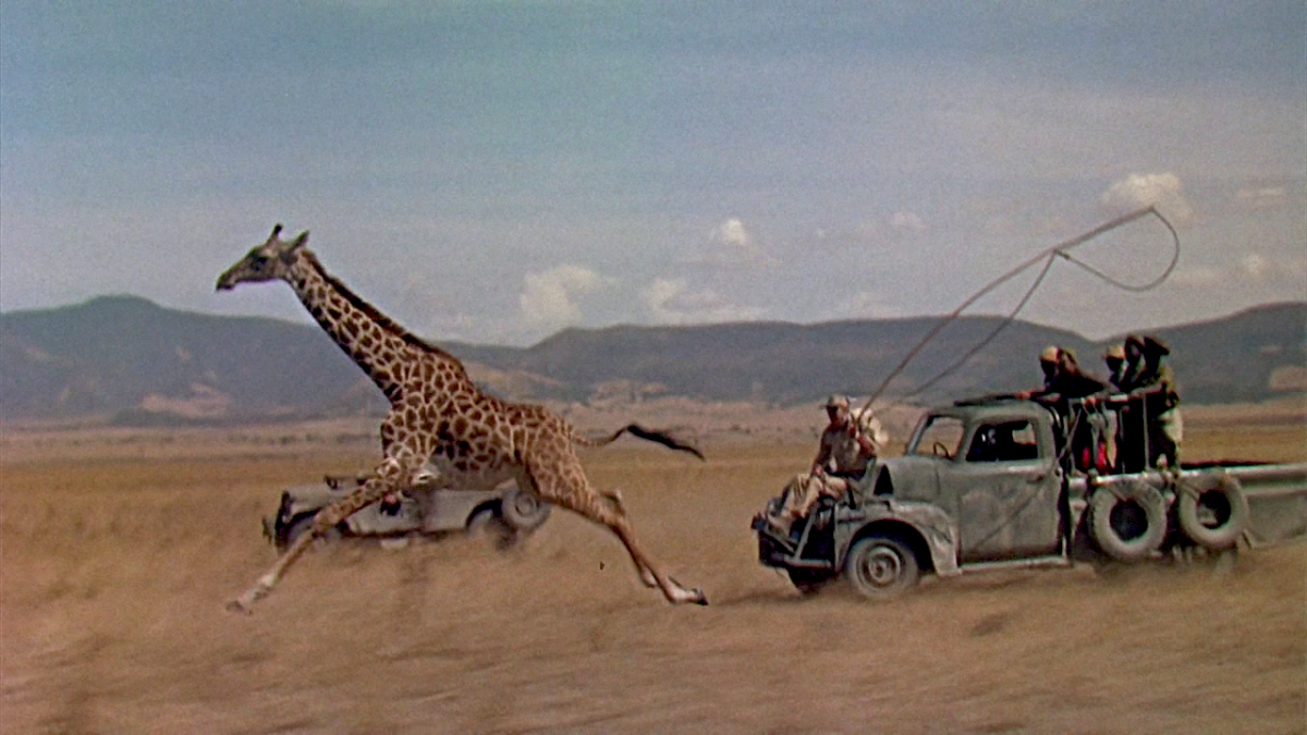 (2) Hatari! (Howard Hawks, 1962) (2) Hatari! (Howard Hawks, 1962)