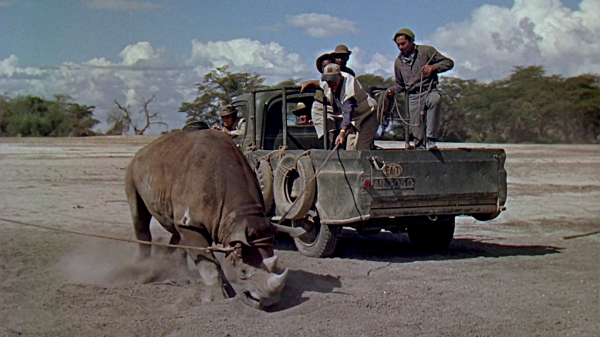 (3) Hatari! (Howard Hawks, 1962) (3) Hatari! (Howard Hawks, 1962)